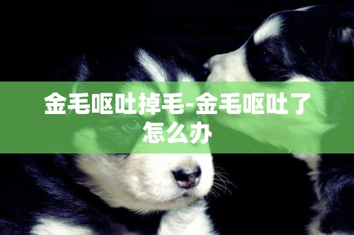 金毛嘔吐掉毛-金毛嘔吐了怎么辦