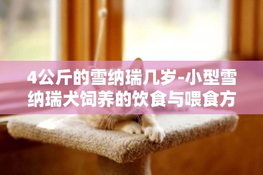 4公斤的雪納瑞幾歲-小型雪納瑞犬飼養的飲食與喂食方法