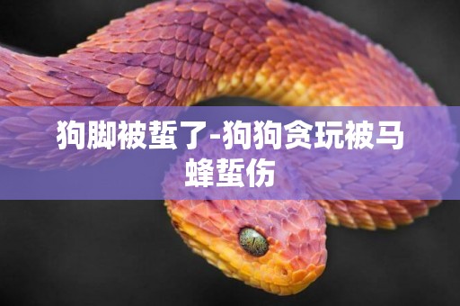 狗腳被蜇了-狗狗貪玩被馬蜂蜇傷