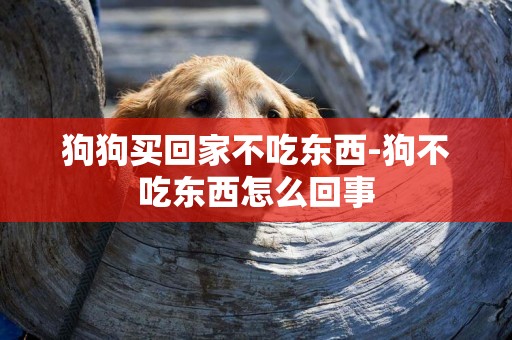 狗狗買回家不吃東西-狗不吃東西怎么回事