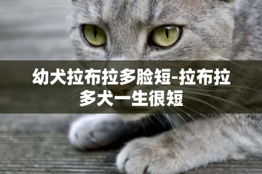 幼犬拉布拉多臉短-拉布拉多犬一生很短