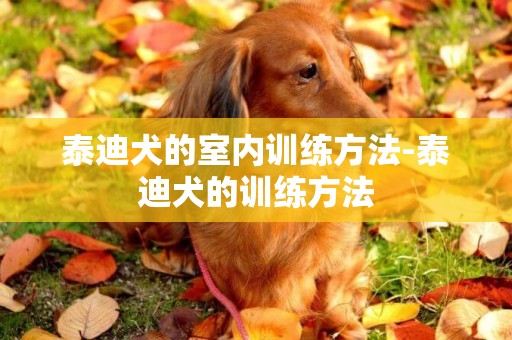 泰迪犬的室內訓練方法-泰迪犬的訓練方法