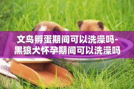 文鳥孵蛋期間可以洗澡嗎-黑狼犬懷孕期間可以洗澡嗎