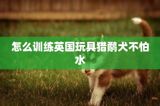 怎么訓練英國玩具獵鷸犬不怕水