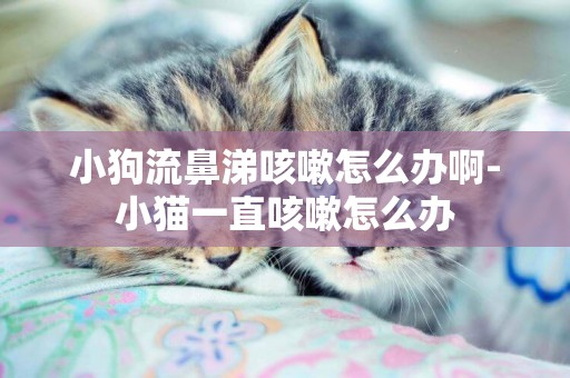 小狗流鼻涕咳嗽怎么辦啊-小貓一直咳嗽怎么辦