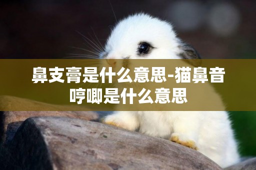 鼻支膏是什么意思-貓鼻音哼唧是什么意思