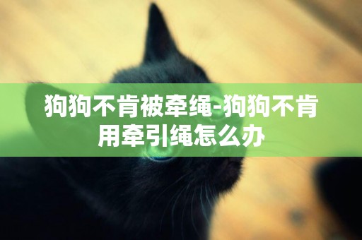 狗狗不肯被牽繩-狗狗不肯用牽引繩怎么辦