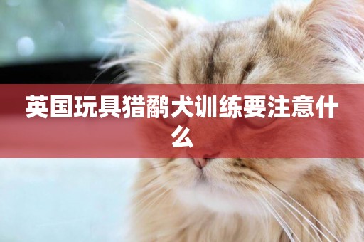 英國玩具獵鷸犬訓練要注意什么