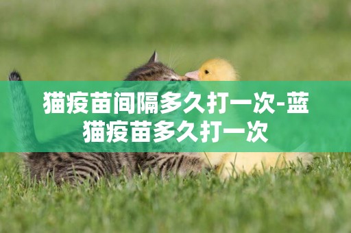 貓疫苗間隔多久打一次-藍貓疫苗多久打一次