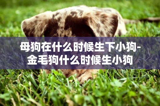 母狗在什么時候生下小狗-金毛狗什么時候生小狗