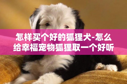 怎樣買個好的狐貍犬-怎么給幸福寵物狐貍取一個好聽的名字呢