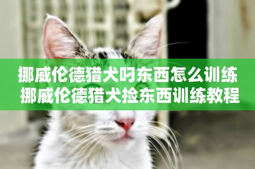 挪威倫德獵犬叼東西怎么訓練 挪威倫德獵犬撿東西訓練教程
