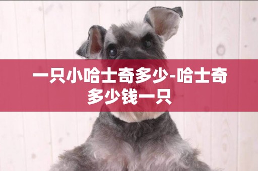 一只小哈士奇多少-哈士奇多少錢一只