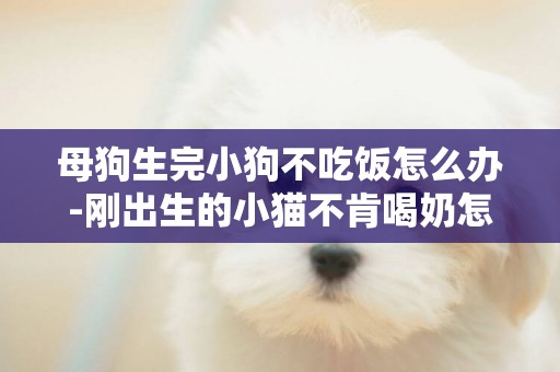 母狗生完小狗不吃飯怎么辦-剛出生的小貓不肯喝奶怎么辦