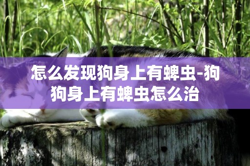 怎么發現狗身上有蜱蟲-狗狗身上有蜱蟲怎么治