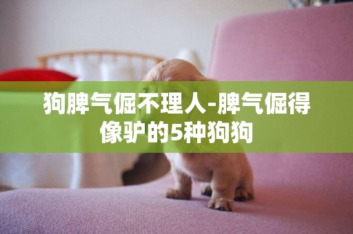 狗脾氣倔不理人-脾氣倔得像驢的5種狗狗