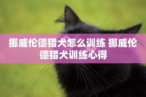挪威倫德獵犬怎么訓練 挪威倫德獵犬訓練心得
