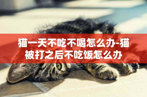 貓一天不吃不喝怎么辦-貓被打之后不吃飯怎么辦