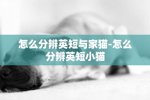 怎么分辨英短與家貓-怎么分辨英短小貓