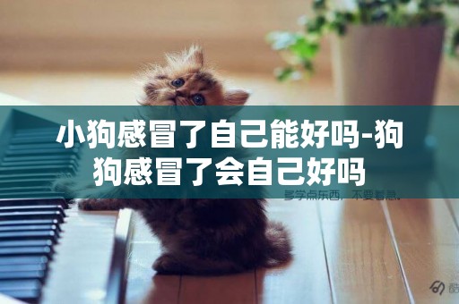 小狗感冒了自己能好嗎-狗狗感冒了會自己好嗎