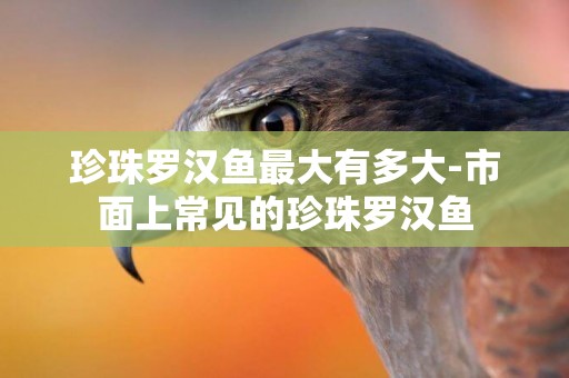 珍珠羅漢魚最大有多大-市面上常見的珍珠羅漢魚