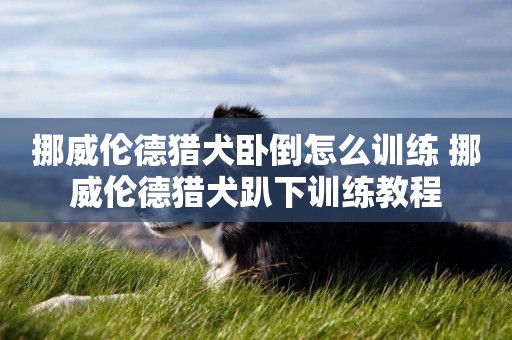 挪威倫德獵犬臥倒怎么訓練 挪威倫德獵犬趴下訓練教程