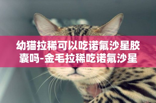 幼貓拉稀可以吃諾氟沙星膠囊嗎-金毛拉稀吃諾氟沙星可以嗎