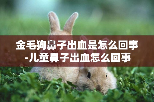 金毛狗鼻子出血是怎么回事-兒童鼻子出血怎么回事