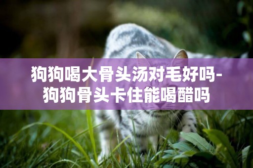 狗狗喝大骨頭湯對毛好嗎-狗狗骨頭卡住能喝醋嗎
