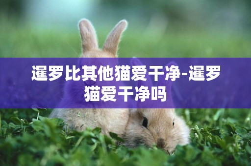暹羅比其他貓愛干凈-暹羅貓愛干凈嗎