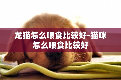 龍貓怎么喂食比較好-貓咪怎么喂食比較好