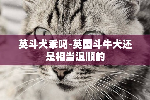 英斗犬乖嗎-英國斗牛犬還是相當溫順的
