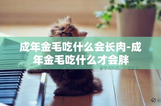 成年金毛吃什么會長肉-成年金毛吃什么才會胖