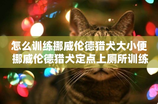 怎么訓練挪威倫德獵犬大小便 挪威倫德獵犬定點上廁所訓練