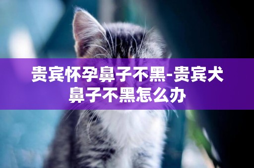 貴賓懷孕鼻子不黑-貴賓犬鼻子不黑怎么辦
