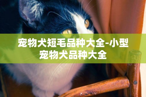寵物犬短毛品種大全-小型寵物犬品種大全