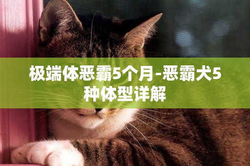 極端體惡霸5個月-惡霸犬5種體型詳解
