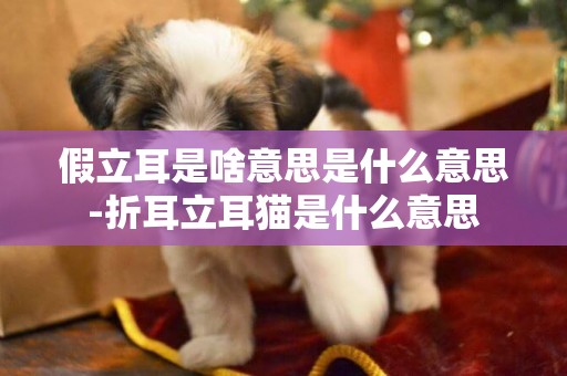 假立耳是啥意思是什么意思-折耳立耳貓是什么意思