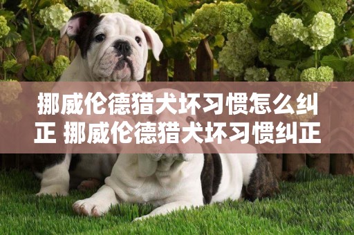 挪威倫德獵犬壞習慣怎么糾正 挪威倫德獵犬壞習慣糾正技巧