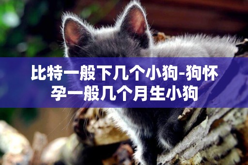 比特一般下幾個小狗-狗懷孕一般幾個月生小狗
