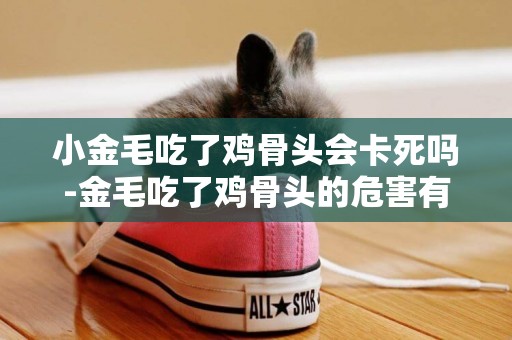 小金毛吃了雞骨頭會卡死嗎-金毛吃了雞骨頭的危害有哪些