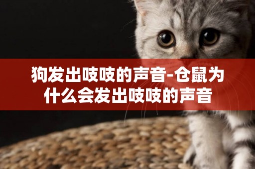 狗發出吱吱的聲音-倉鼠為什么會發出吱吱的聲音