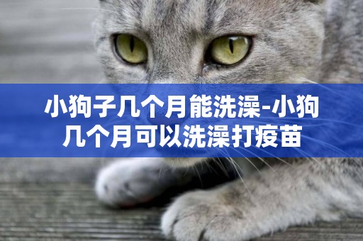 小狗子幾個月能洗澡-小狗幾個月可以洗澡打疫苗