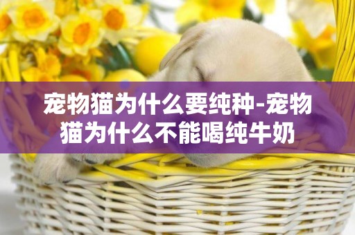 寵物貓為什么要純種-寵物貓為什么不能喝純牛奶