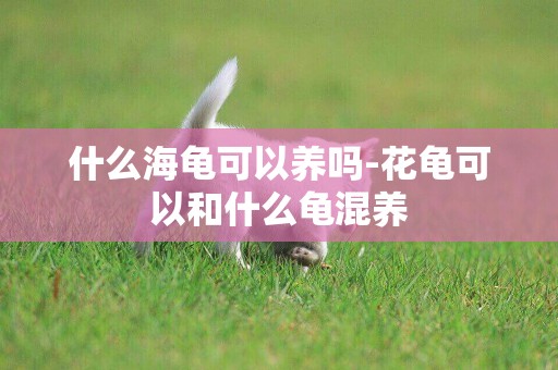 什么海龜可以養嗎-花龜可以和什么龜混養