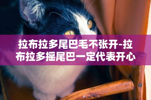 拉布拉多尾巴毛不張開-拉布拉多搖尾巴一定代表開心嗎