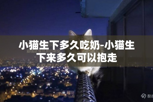 小貓生下多久吃奶-小貓生下來多久可以抱走