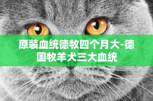 原裝血統德牧四個月大-德國牧羊犬三大血統
