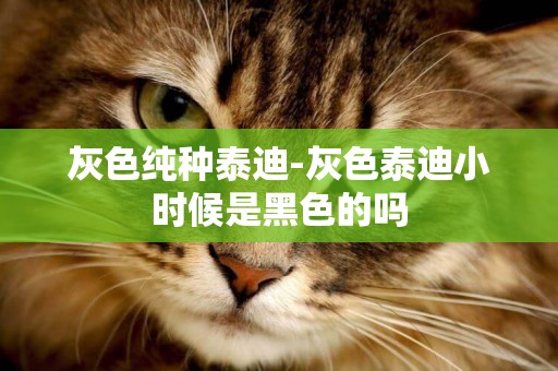 灰色純種泰迪-灰色泰迪小時候是黑色的嗎