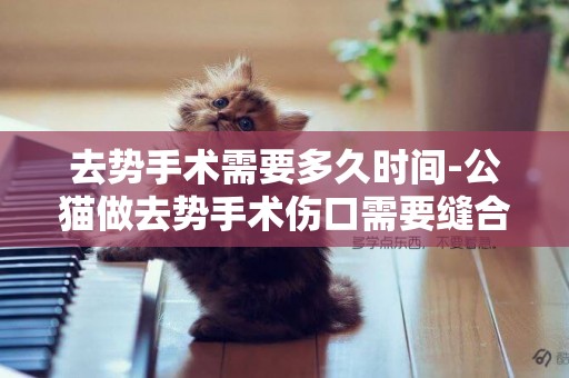 去勢手術需要多久時間-公貓做去勢手術傷口需要縫合